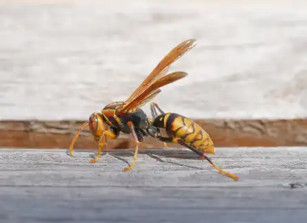 アシナガバチ駆除